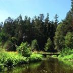 labedz!-atakowal nas i prawie mnie nie zjadl